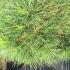 Pinus Nigra Globosa Viridis, a dwarf pyramidal shaped conifer, rounded dwarf variety of Dwarf Pine, buy online UK delivery.