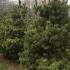 Pinus Sylvestris Norska trees, commonly known as Scots Pine, a slow growing compact conifer to buy online with UK delivery