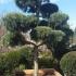 Pinus Sylvestris Topiary Pine tree for sale online, London garden centre UK