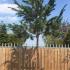 Pinus Sylvestris Full Standard tree, for sale online UK delivery