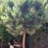 Pinus Sylvestris Watereri half standard topiary pines