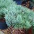 Pinus Sylvestris Watereri or Walter Pine Buy Online UK