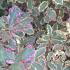 Pittosporum Tenuifolium Elizabeth evergreen variegated shrub with pink margins, for sale online UK