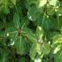 Pittosporum Goldstar for sale. Known as Kohuhu, an evergreen shrub for sale from Shrub Specialist Nursery - Paramount UK