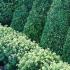 Pittosporum Goldstar