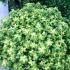 Pittosporum Goldstar, Pittosporums UK