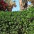 Pittosporum Tobira evergreen hedging shrub - for sale UK delivery