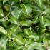 Pittosporum Tenuifolium Abbotsbury Gold for Sale Online UK delivery.