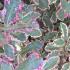 Pittosporum Tenuifolium Elizabeth for Sale Online UK and IRL