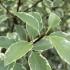 Closeup of Pittosporum Silver Queen foliage with beautiful variegated silver and green leaves