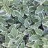 Pittosporum Tenuifolium Variegatum, commonly known as Variegated Pittosporum, pretty evergreen shrub for sale online UK delivery.