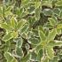 Pittosporum tenuifolium Variegatum evergreen shrub with variegated foliage