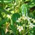 Pittosporum Tobira, Japanese Mock Orange - for sale online.  Evergreen Shub Specialists, Hardy Shrubs London UK