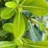 Pittosporum Tobira Nana, Dwarf Shrubs, Paramount Plants and Gardens - for sale