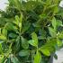 Dwarf Pittosporum Tobira Nana, low growing evergreen shrub for sale online at Paramount Plants UK