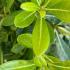 Evergreen foliage detail of Pittosporum Tobira Nana, an attractive dwarf shrub for sale online UK