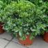 Pittosporum Tobira Nanum for sale