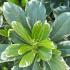 Pittosporum Tobira Neige du Mont Ventoux, an evergreen variegated ornamental shrub, buy plants online UK delivery