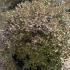 Pittosporum Tom Thumb, Shrubs London - buy online