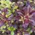 Pittosporum Tom Thumb, Shrubs London - buy online