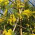 Pleached Acacia dealbata tree featuring feathery foliage and bright yellow flowers