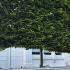 Pleached Hornbeam trees offering screening in this London front garden