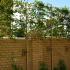 Pleached Hornbeam trees in our customer’s garden