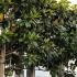 Evergreen Magnolia Grandiflora Pleached trees for sale, London UK