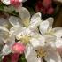 Featuring clusters of white spring blossoms and bright orange red autumn fruits. This tree is trained into a neat pleached form, ideal for privacy screens or formal garden designs.