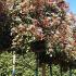 Espaliered Photinia Red Robin Trees, 2m stem plus 1m height head - buy online