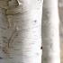 Betula Utilis Jacquemontii Silver Birch Pleached