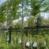 Pleached Tilia cordata tree with a neatly shaped canopy and lush green leaves