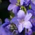 Polemonium Bressingham Purple Jacobs Ladder