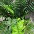 Polystichum Polyblepharum, Japanese Tassel Fern, buy online UK