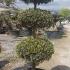 Pom Pom Olive Tree - Mature Topiary Olive Trees for Sale