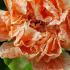 Pomegranate flower detail, buy Pomegranate trees online for Uk delivery