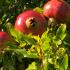 Pomegranate fruits growing in an English garden, buy Pomegranate trees online UK