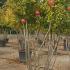 Pomegranate Trees or Punica Granatum, quarter standard, lovely shaped trees with large bushy crown, buy online UK delivery