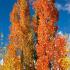 Populus Tremula Erecta or Swedish Aspen, a narrowly columnar fastigiate tree, tall, slim, elegant with rustling (trembling) leaves, good autumn colour & catkins