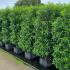 Portuguese Laurel Hedging Screens, evergreen privacy screening, buy online UK delivery