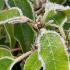 Portuguese Laurel leaves showing early signs of morning frost with vibrant colour