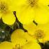 Potentilla Fruticose Goldfinger, yellow flowering, deciduous shrubs for sale online with UK delivery