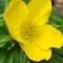 Potentilla Fruticose Goldfinger deciduous shrub with butter yellow flowers. For sale online UK