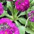 Primula Denticulata Drumstick Primula Tooth Leaved Primrose for sale online with UK and Ireland delivery.