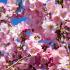 Graceful ornamental tree that boasts soft pink blossoms in spring. Its elegant shape and delicate flowers make it a perfect choice for any garden, offering seasonal beauty and charm.