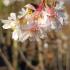 Prunus Accolade Cherry showing abundant clusters of semi-double pale pink flowers in early spring.