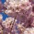 Prunus Accolade cherry tree with pink flowers