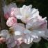 Prunus Amanogawa Flower, Flowering Cherries Buy online