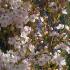 Prunus Amanogawa Flowering Cherry- buy online UK