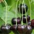 Prunus Avium Annabella Sweet Cherry, beautiful dark red fruits and prolific blossom in spring - good quality trees for sale UK.